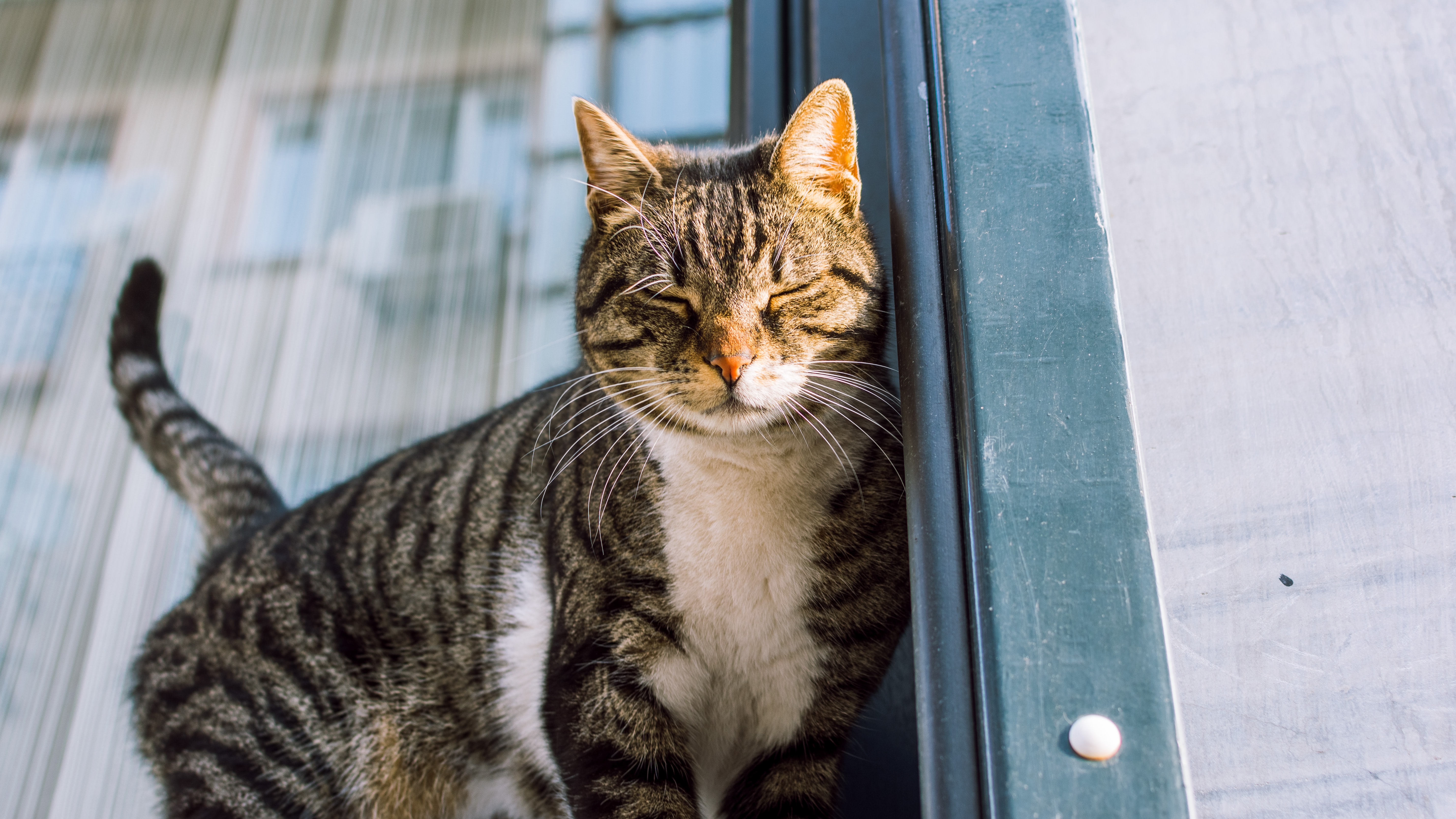 sleeping cat